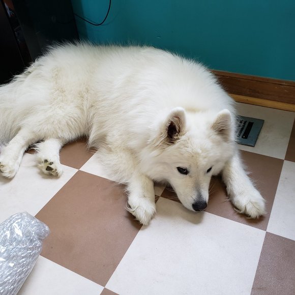 Meet your Posher, Jodi - Picture 4 of 5